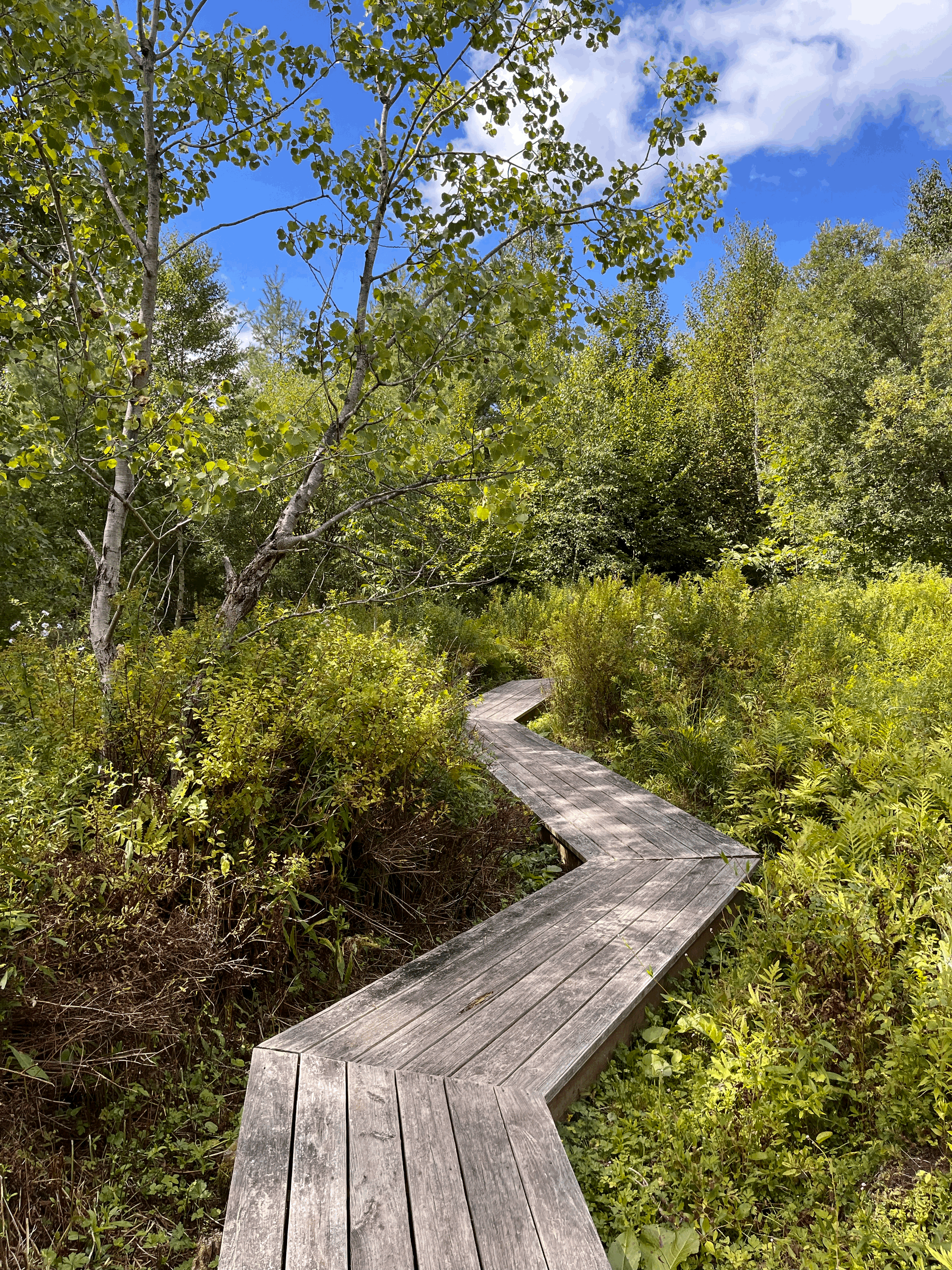 Zigzag wooden boardwalk through the landscape at Mountain Top Arboretum