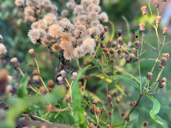 Seed heads on ironweed plants