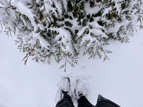 Linking About: Inspiring minds, endangered plants and nature’s torch