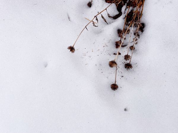 February ’26: Winter is long for a gardener