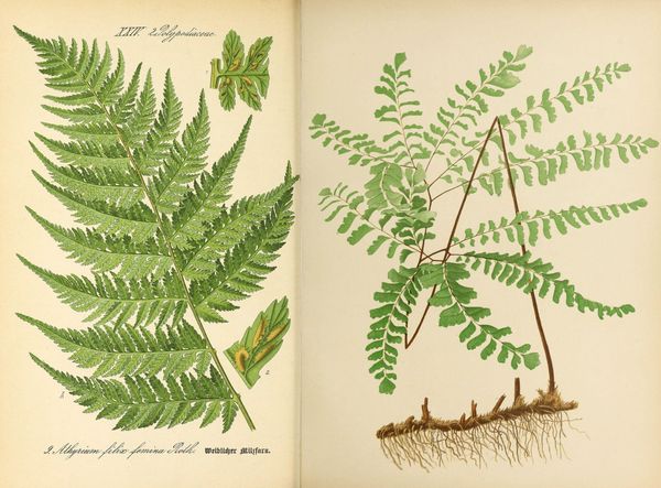 On My List: Ferns, finally!