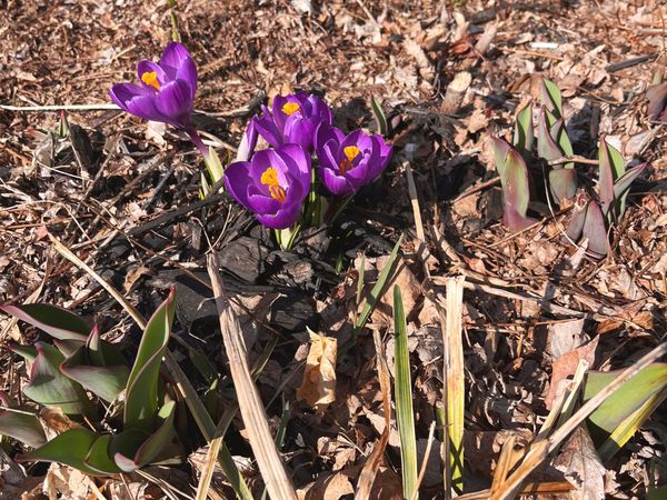 Linking About: ‘Nature amnesia,’ ‘Glorians,’ ‘Chop and drop’ ...