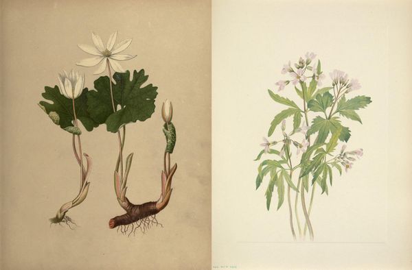 On My List: Early Bloomers