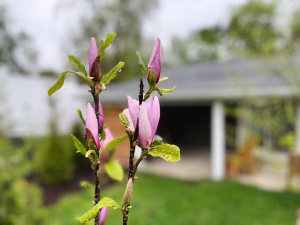 April ’26: The pink and green of it all