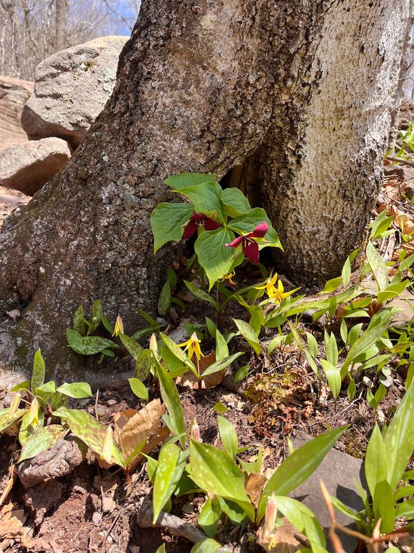 Lilies of the mountain