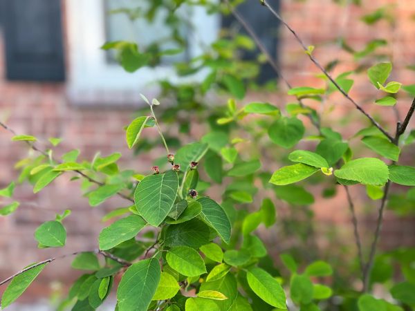 Playing Favorites: The serviceberry