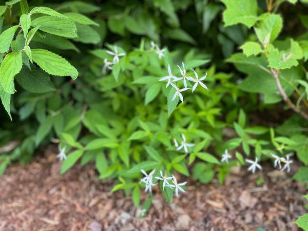 Playing Favorites: Bowman’s Root