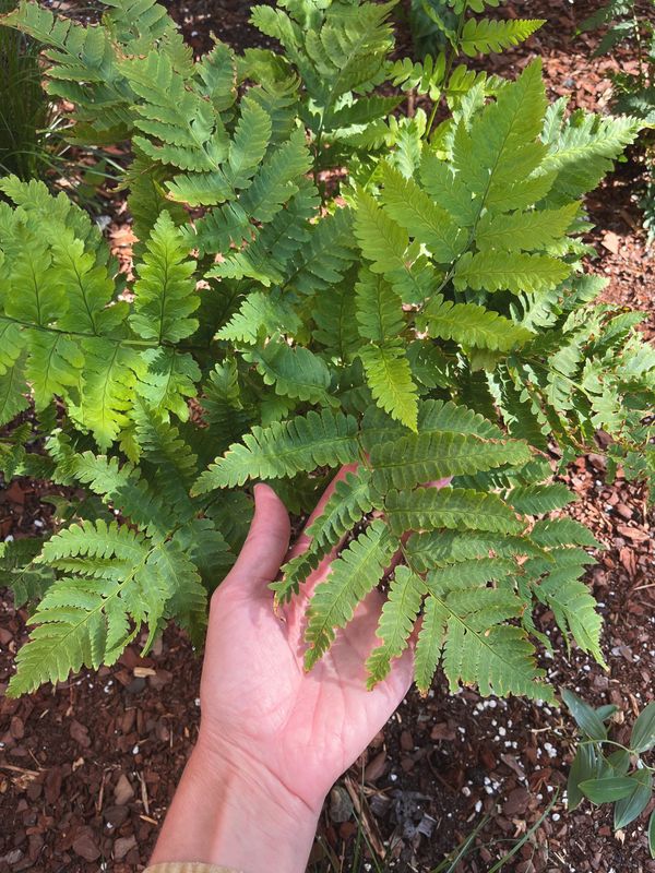 A ‘triumph’ of ferns