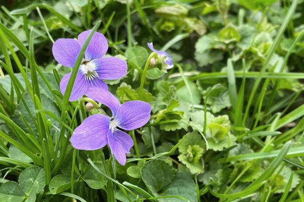 Linking About: Violet history, climate optimism, Miss Willmott’s Ghost ...