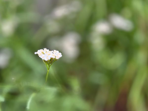 Playing Favorites: Common white yarrow