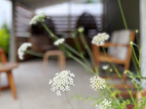 July ’26: The accidental white garden