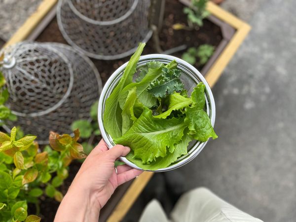 Grow your own salad
