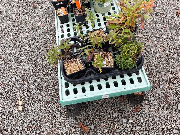 My fall plant sale shopping list
