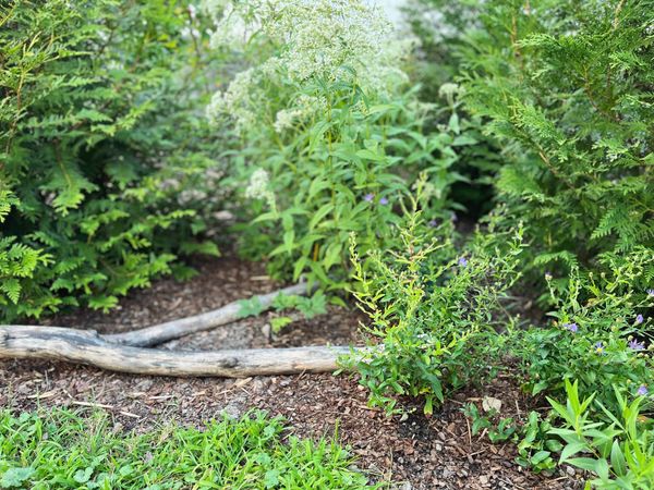 Aug ’26: Garden guests