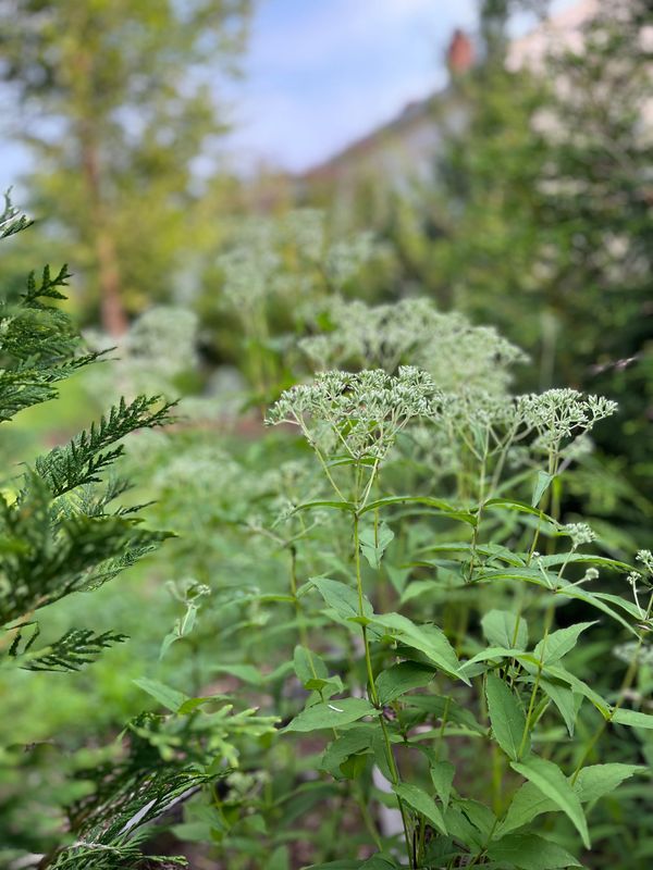 Playing Favorites: Upland (vs common) boneset