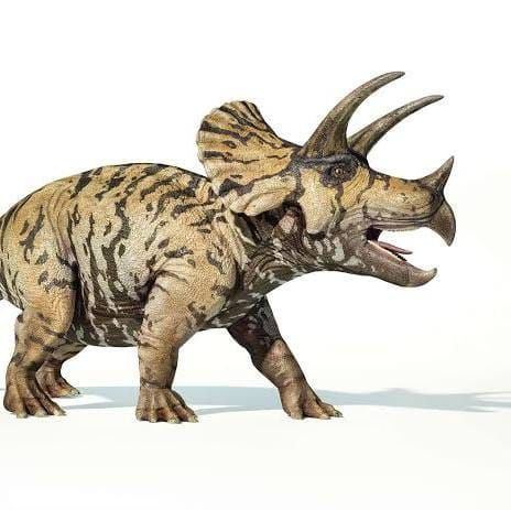 Going once, going tri…ce