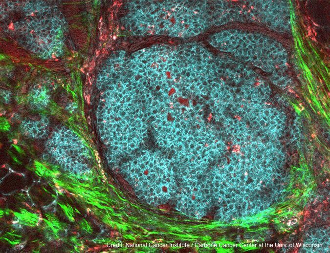 Student Research Lunch