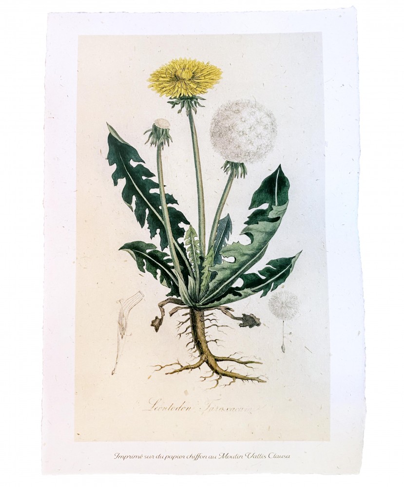 A drawing of a dandelion

AI-generated content may be incorrect.