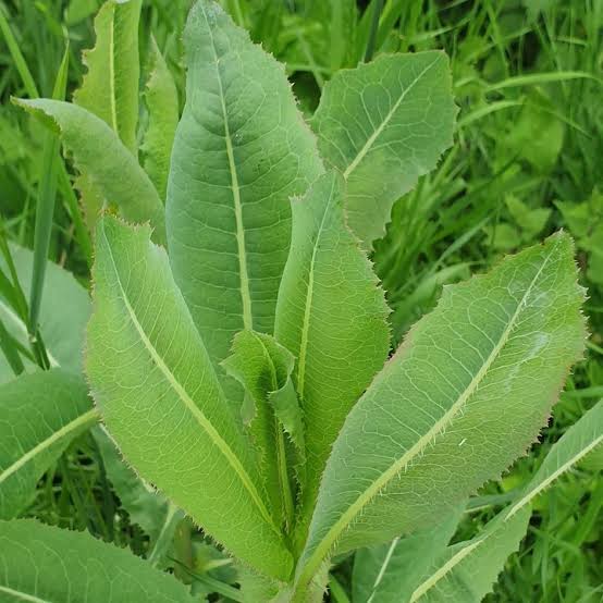 Wild Lettuce is a Common useful ‘Weed’ (Lactuca virosa) ~ Herbs Hands  Healing - Online Store