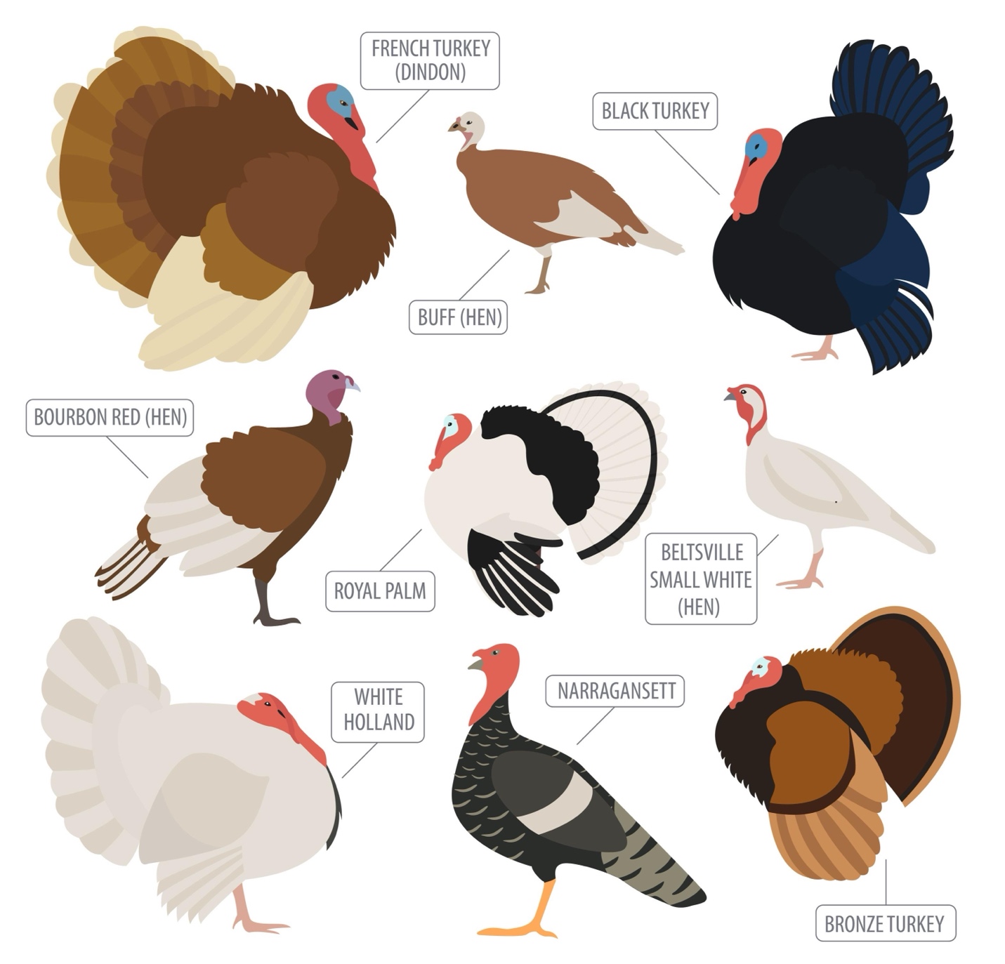 A group of turkeys and birds

Description automatically generated