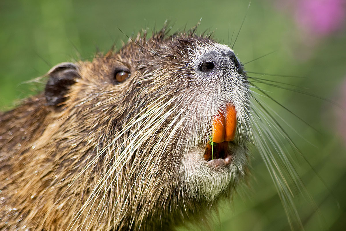 Le ragondin, les dents de l'étang - Hortus Focus I mag