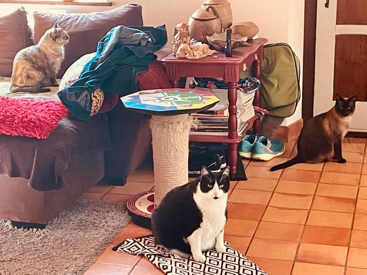 How Many Cats Is Too Many Cats? And Other Lessons from Living in Borrowed Homes