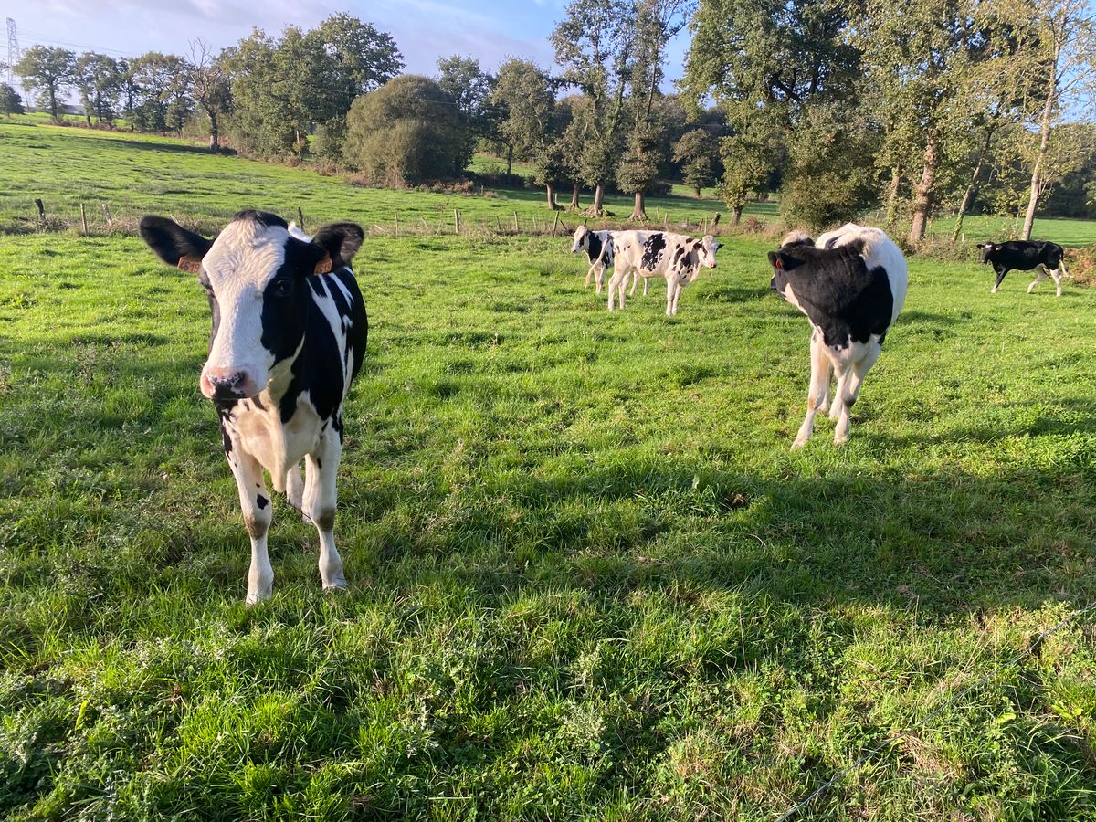 Living with the Sounds of France: Protecting Rural Life from City Noise Complaints