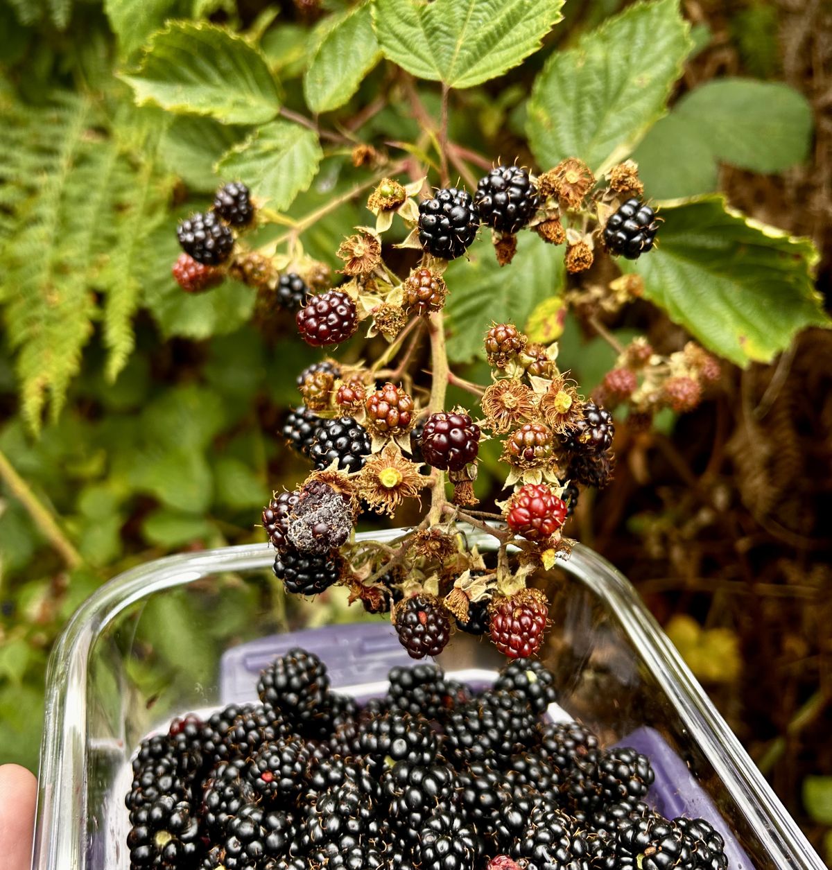 A Jar of England Summer
