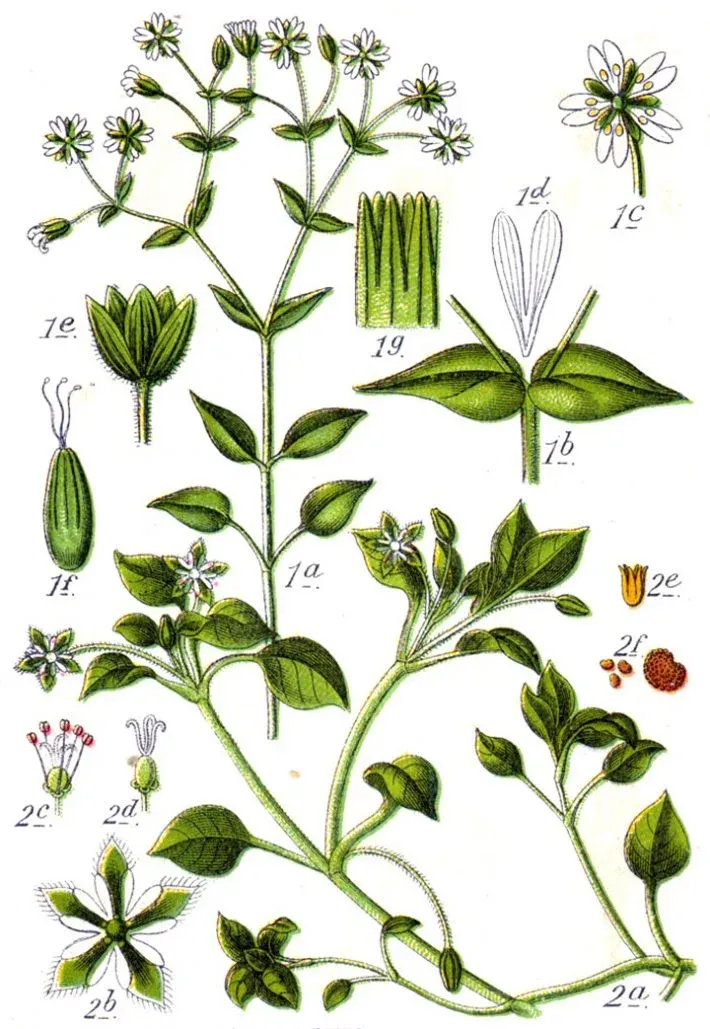 Where the Weeds Know Your Name