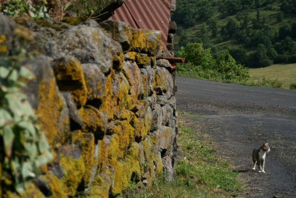 Starting Over: From Burnout to Belonging (Sort Of)