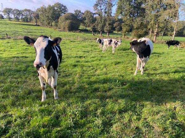 Living with the Sounds of France: Protecting Rural Life from City Noise Complaints