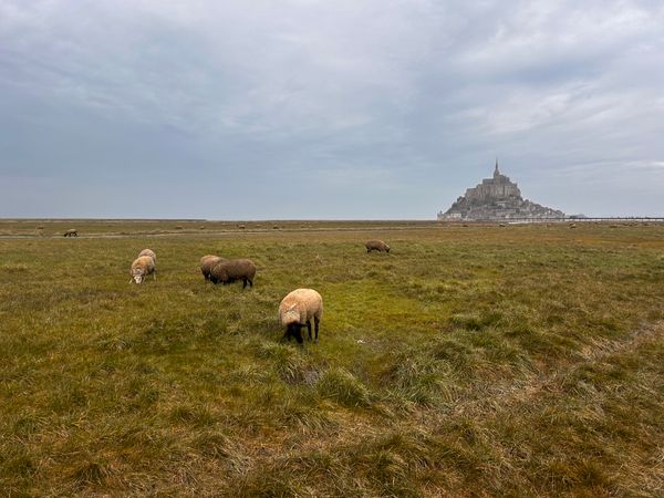 Self-Seasoning Lamb: The Salt-Marsh Sheep of Mont Saint-Michel