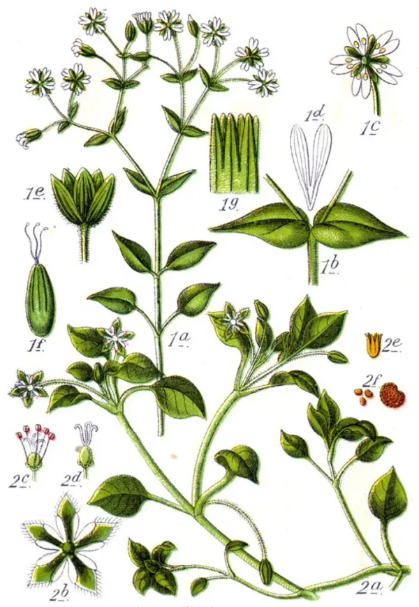 Where the Weeds Know Your Name