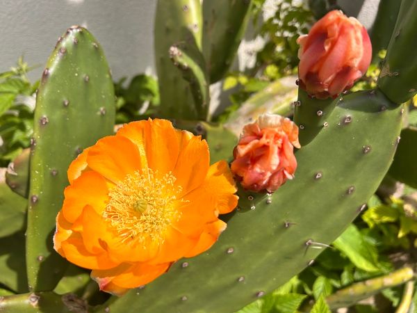 The Cactus Is Doing Great