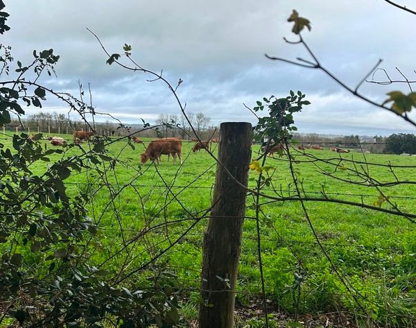The Hedge Is Not What You Think It Is