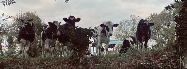 Do French Cows Moo with an Accent? A Bar, a Playlist, and a Station from the Alps