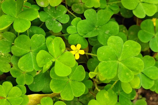 That Patch of Wood Sorrel in the Lawn (Yes, You Can Eat It)
