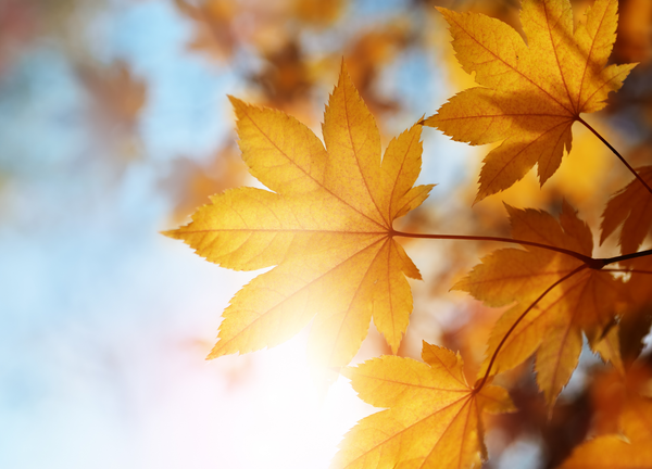 Writing autumn