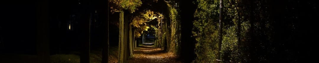 A tree-lined path illuminated by a streetlamp at night.
