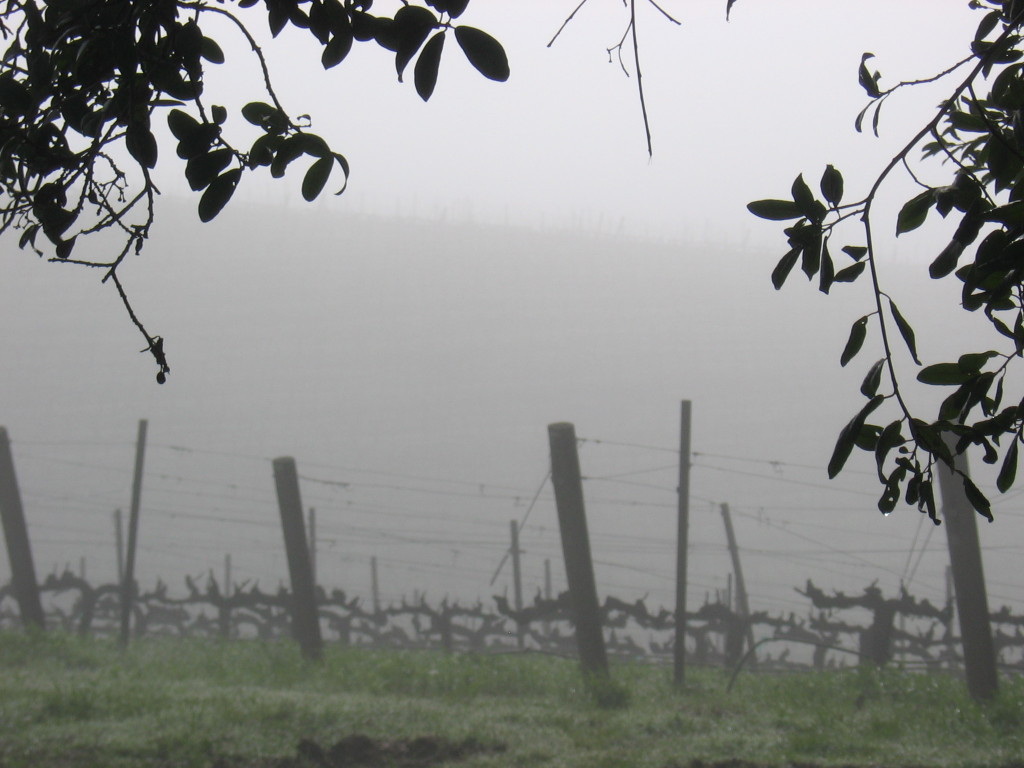 Vineyard_fog_0007