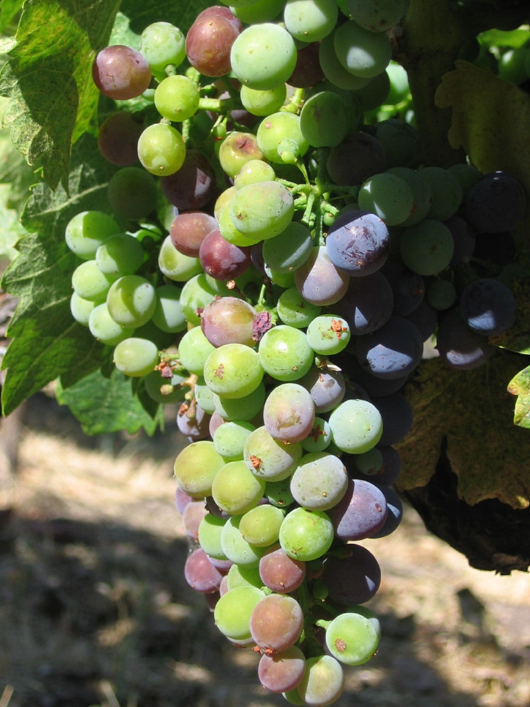 Veraison2009_0002