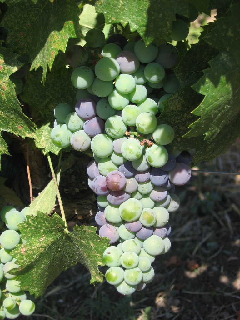 Veraison_2010_0001