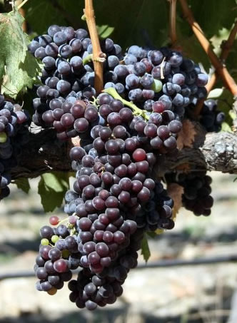 Grenache