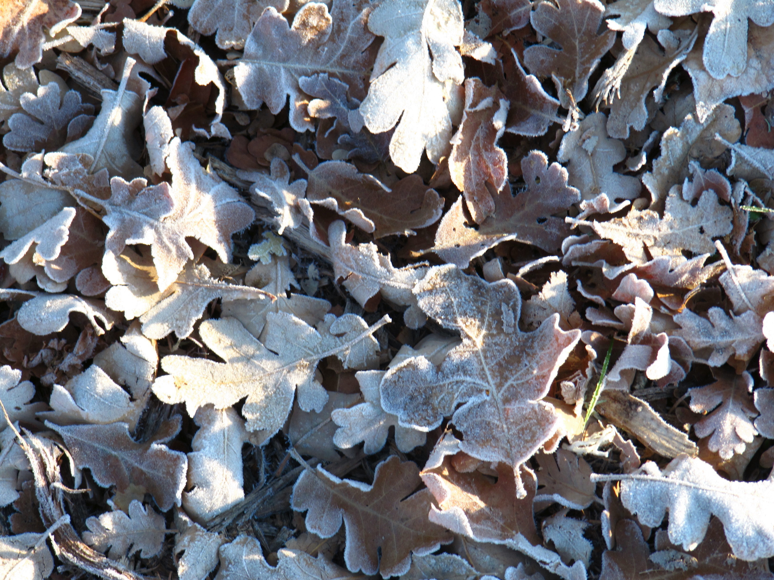 Oak leaves with frost