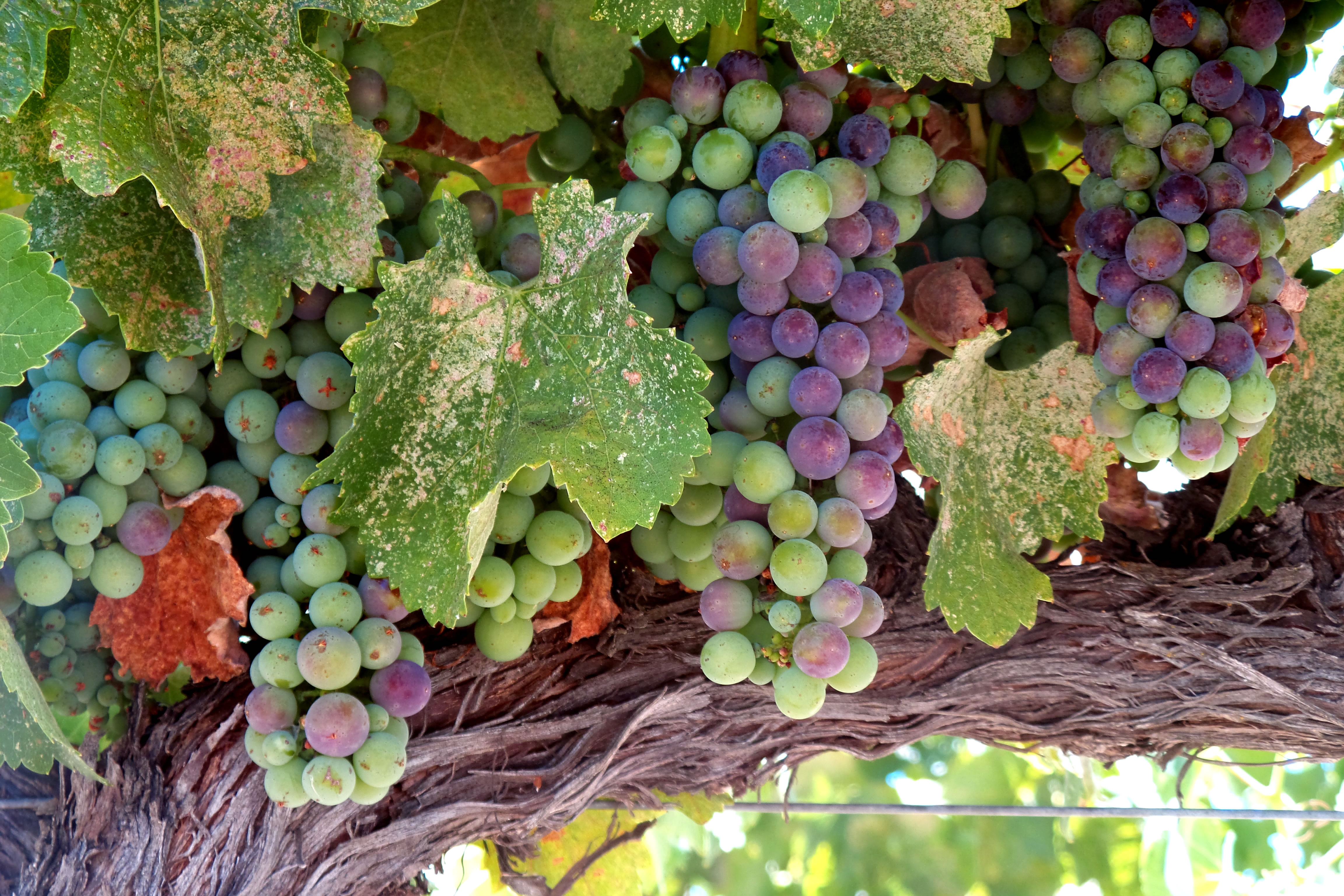 Veraison 2016