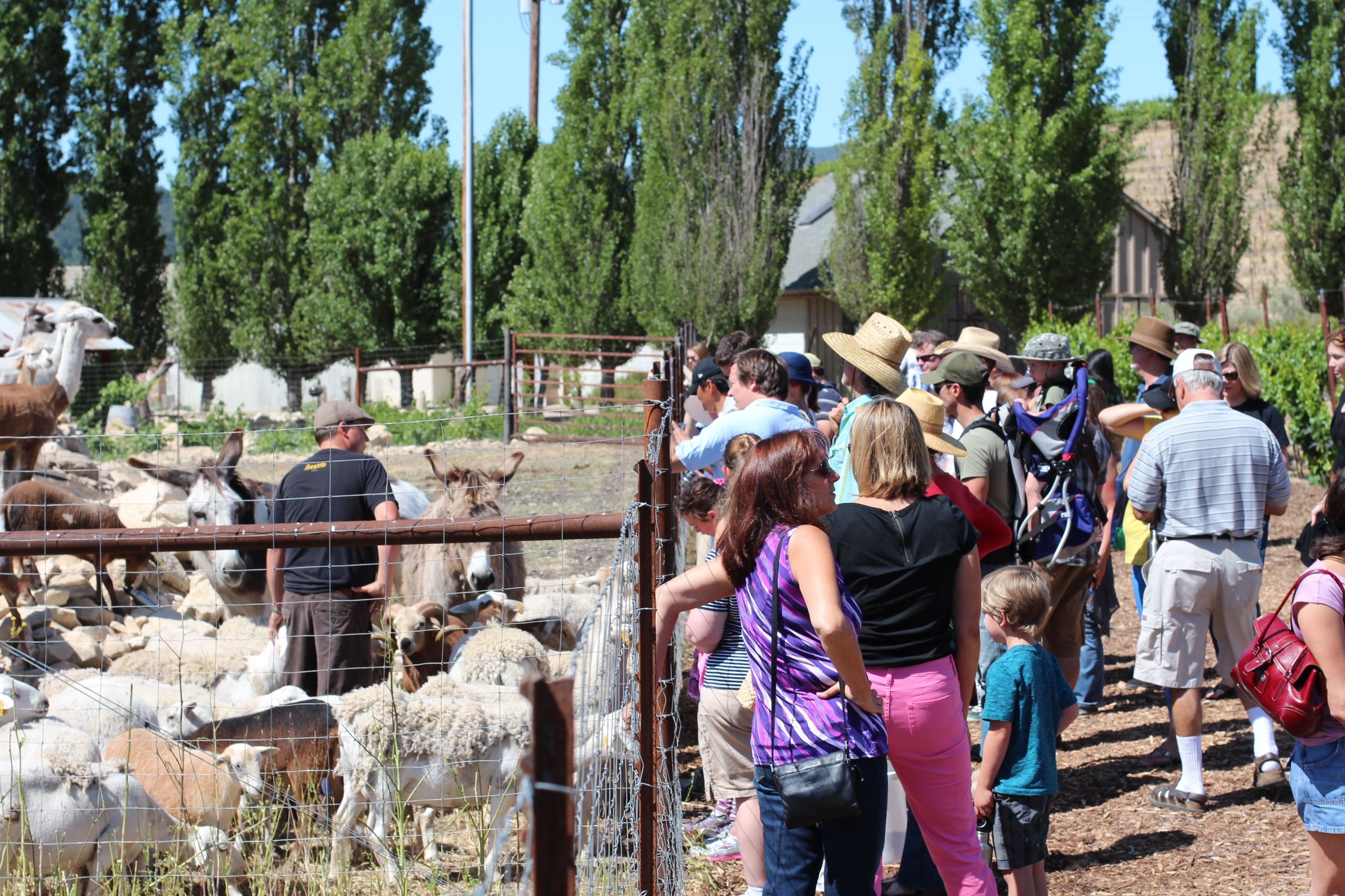 Levi at meet the animals