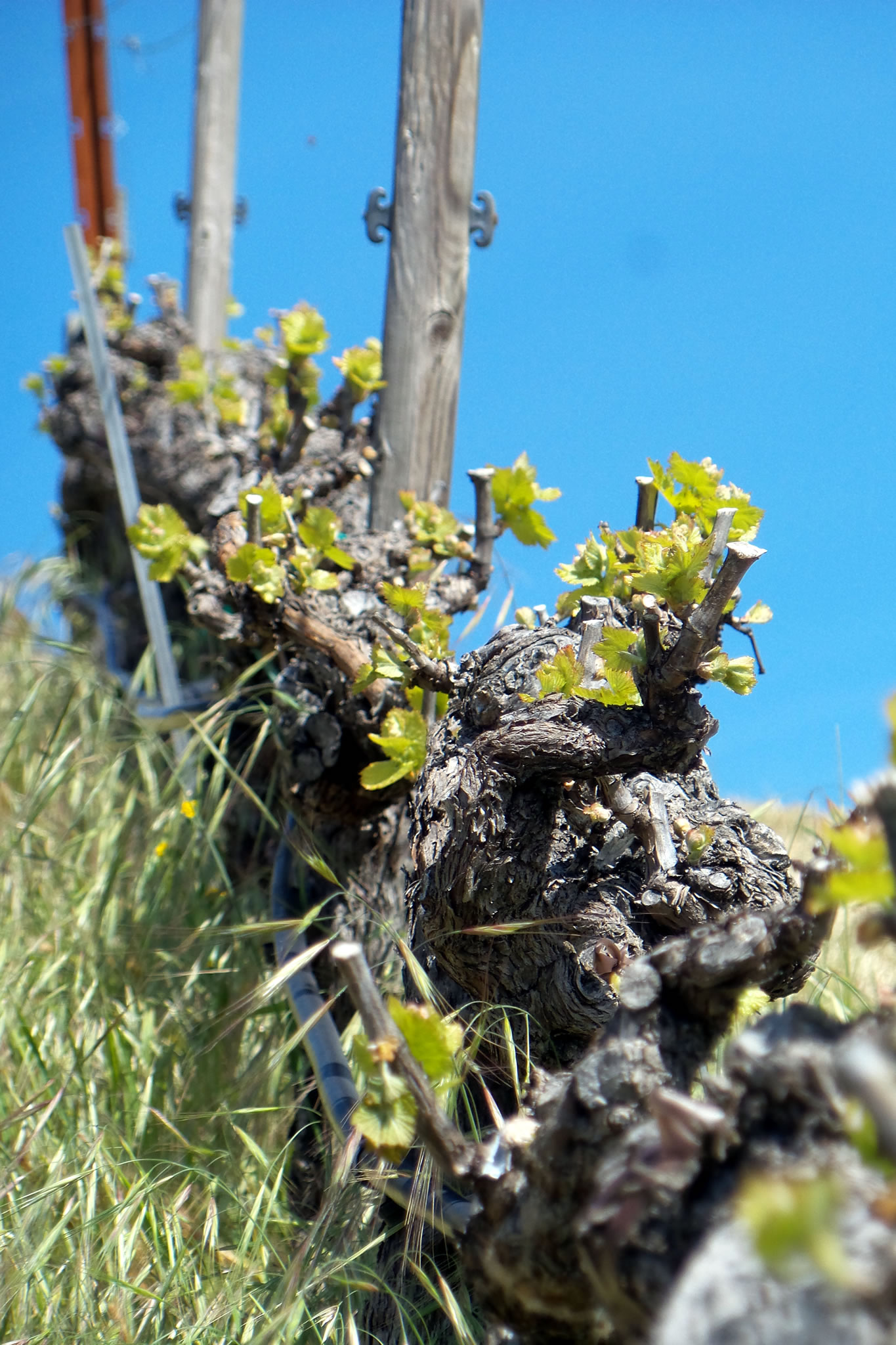 Budbreak 2017_grenache