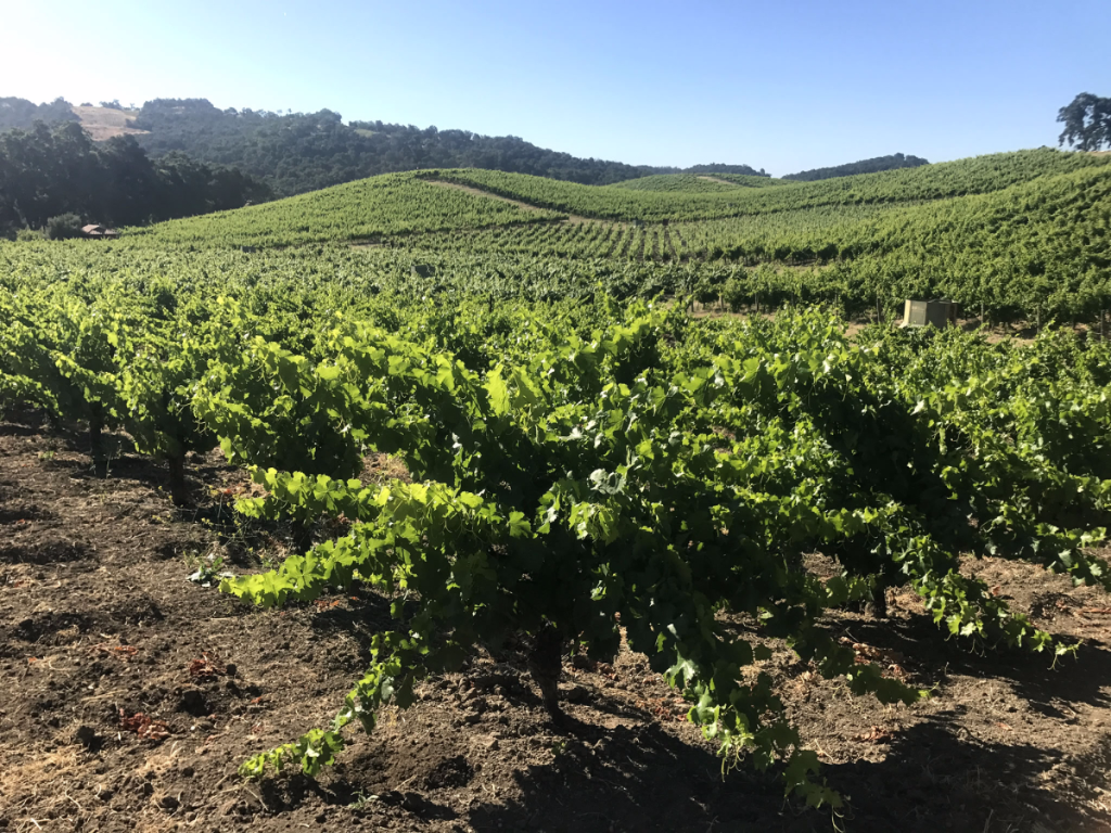 Long View From Head-Trained Grenache