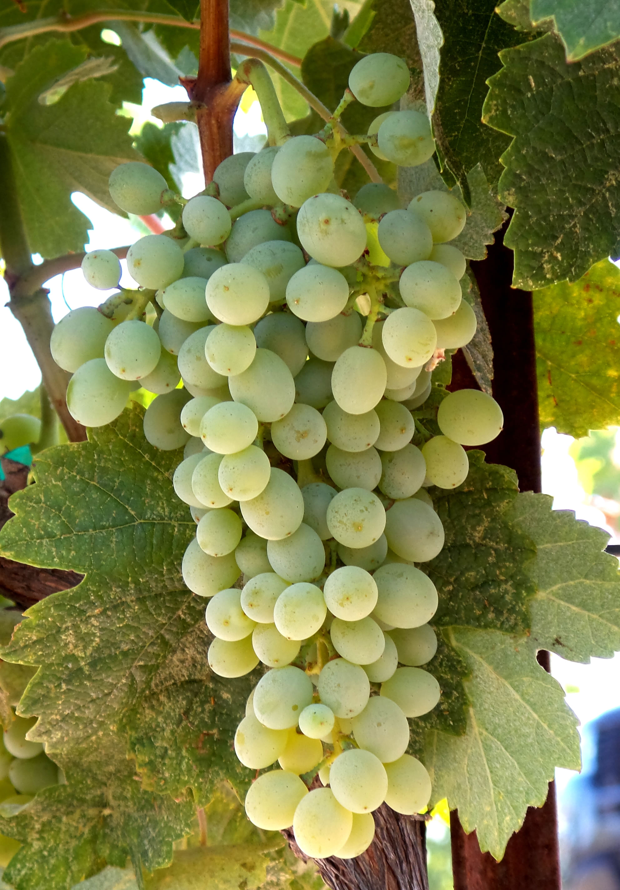 Clairette