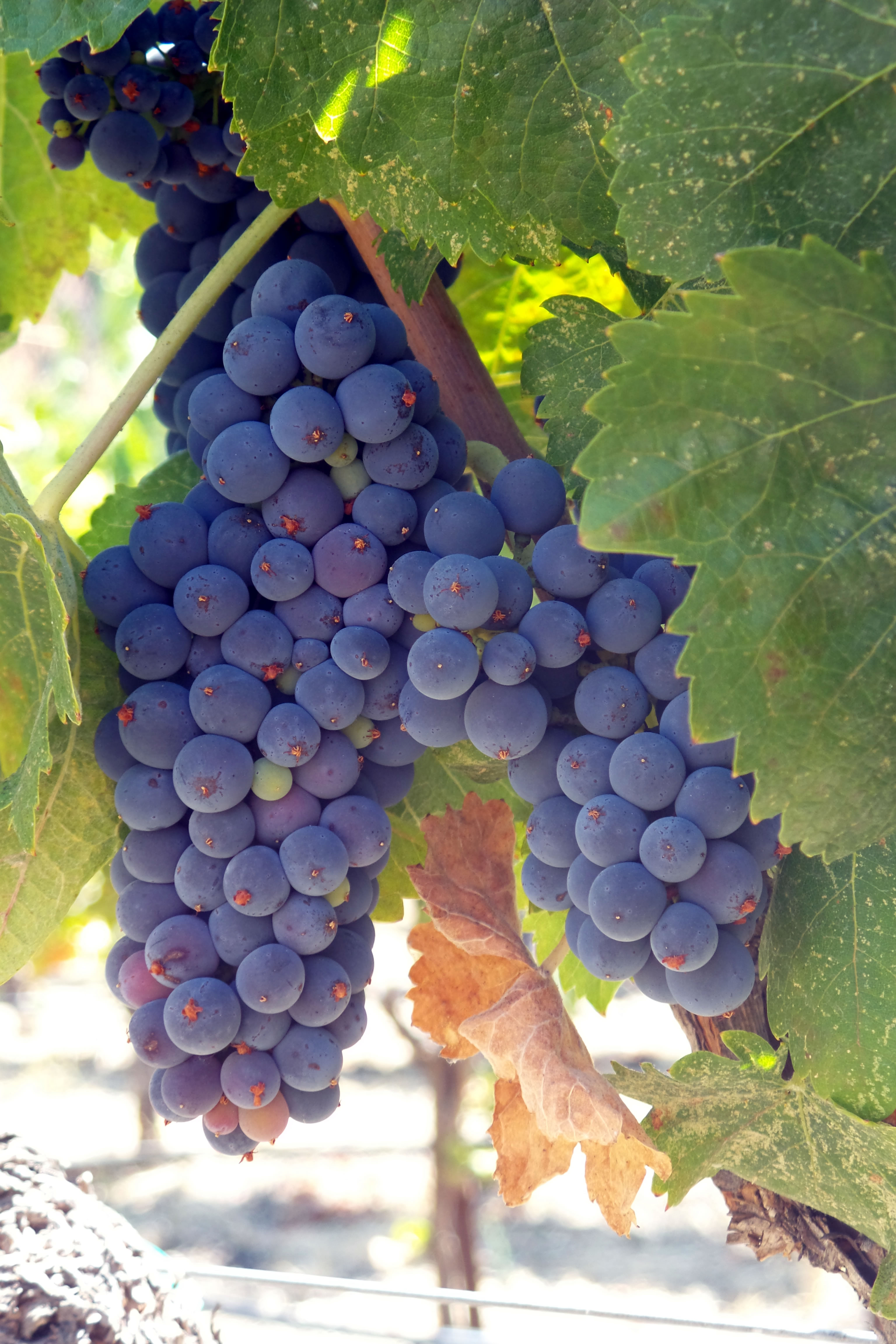 Syrah